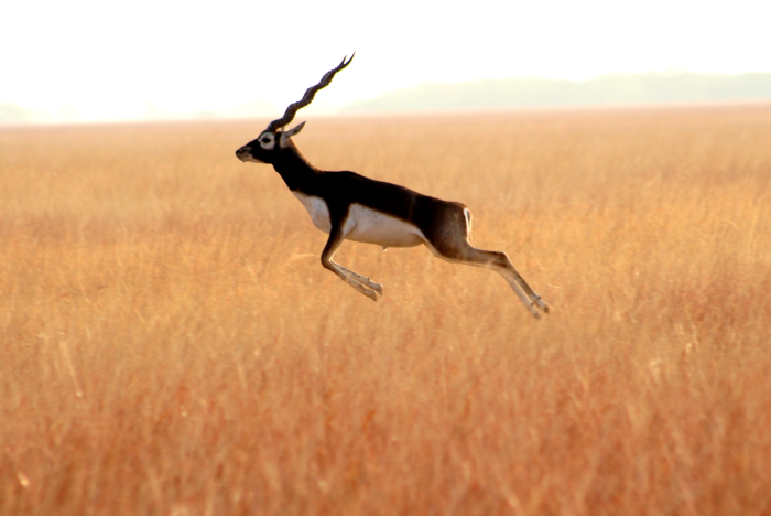 20250917200250-700x468 blackbuck.png